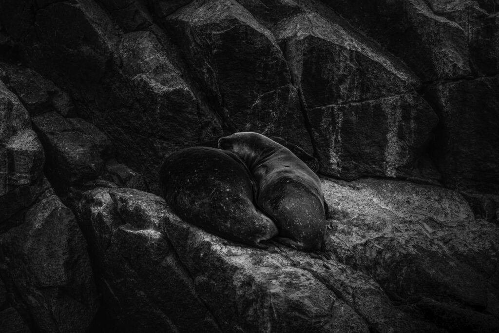 Un couple d'Otarie à crinière photographié au large du Pérou sur l'archipel des îles Ballestas. 