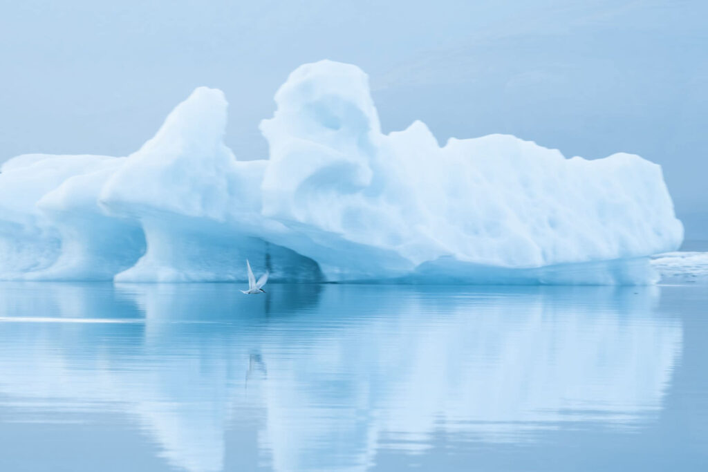 L’horizon est bleu et blanc dans le lagon du glacier Jökulsárlón. En cette fin de journée, j’observe une sterne arctique chasser avant la tombée de la nuit. Connu sur l’ensemble de nos littoraux, cet oiseau marin réalise des vols spectaculaires laissant derrière lui une traînée d’aire telle un avion de chasse.