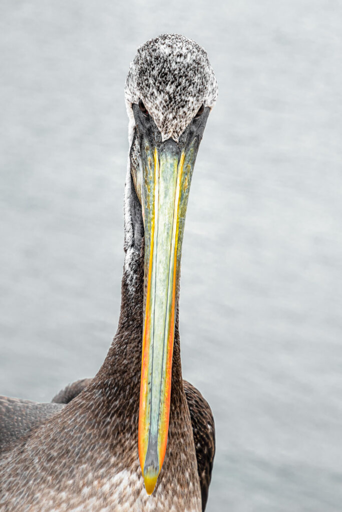 Dans la réserve nationale de Paracas, des millions d’oiseaux viennent pour trouver refuge dans une mer agitée. 

L’île abrite également de nombreux lieux de pêche pour les marins du Pacifique. 
Ce Pélican a défié l’objectif et nul doute qu’il a remporté la bataille du regard.