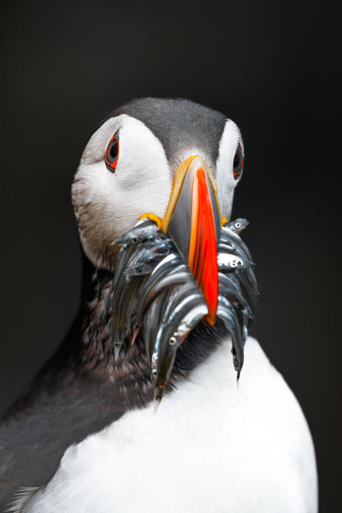 Je suis parti en Islande pour y photographier l’emblème du pays, le macareux moine
« Puffin » en anglais. 
Du haut de ses trente centimètres, ce petit Alcidé, de la même famille des pingouins, passe la majeure partie de son temps à se nourrir en haute mer. Il est un excellent nageur et pêcheur mais ses petites ailes lui confèrent des vols quelques peu acrobatiques notamment lors des atterrissages vers leurs terriers.