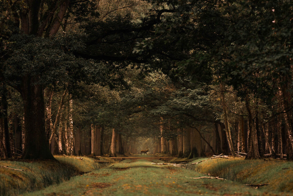 Dans ses bois, on raconte qu'un géant règne depuis des années.  À l’automne, les arbres font tomber leurs feuilles sur ses traces. Un brame, puis le silence... Un fantôme. Puis au loin, entre deux allées, une silhouette traverse. Le temps s'est arrêté. La société de ce roi inspire la paix.