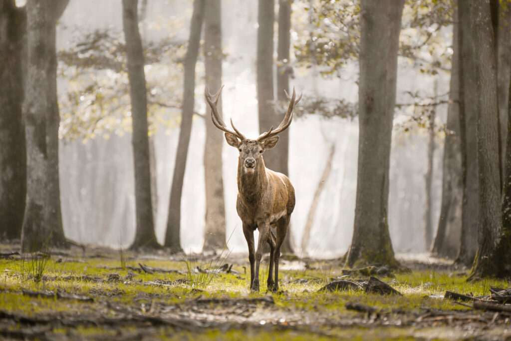 Dans ses bois, on raconte qu'un géant règne depuis des années.  À l’automne, les arbres font tomber leurs feuilles sur ses traces. Un brame, puis le silence... Un fantôme. Puis au loin, entre deux allées, une silhouette traverse. Le temps s'est arrêté. La société de ce roi inspire la paix.